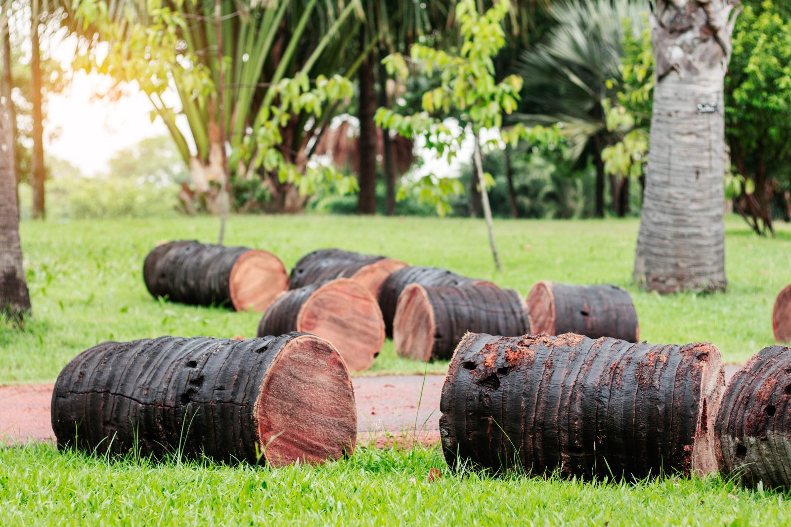 Neighbor cut down my tree - palm trees are cut on lawns P3YELWL