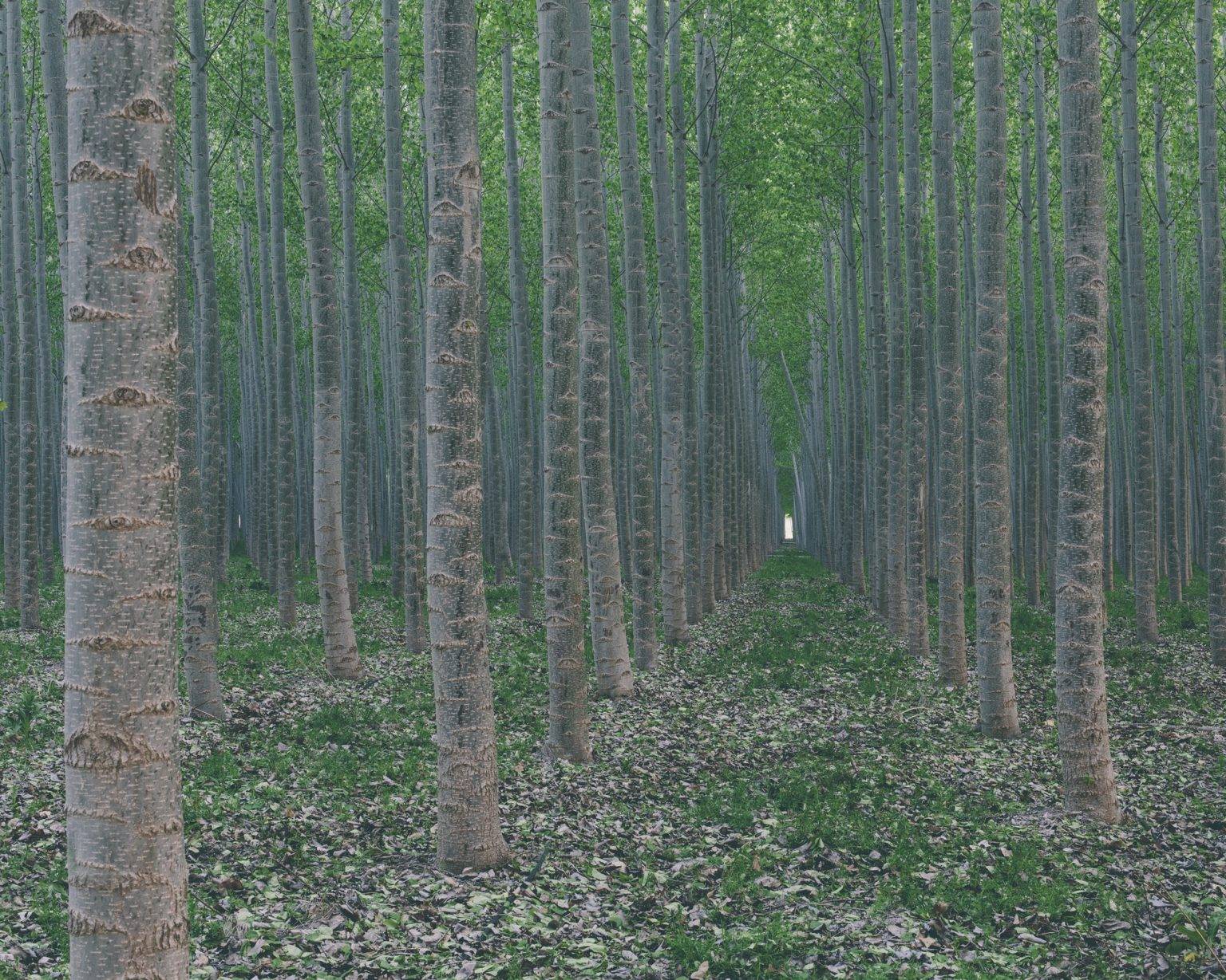 Is Your Tree Falling? How To Prepare Your Home For A Tree Failure