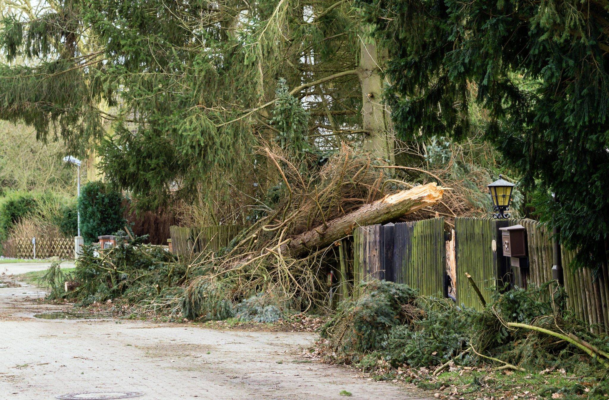 How damages are calculated in cases where trees have fallen on a