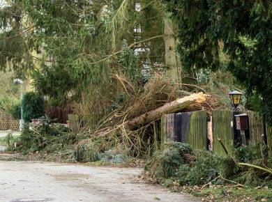 Neighbor cut down my tree - fallen tree storm damage 2022 02 22 15 12 18 utc