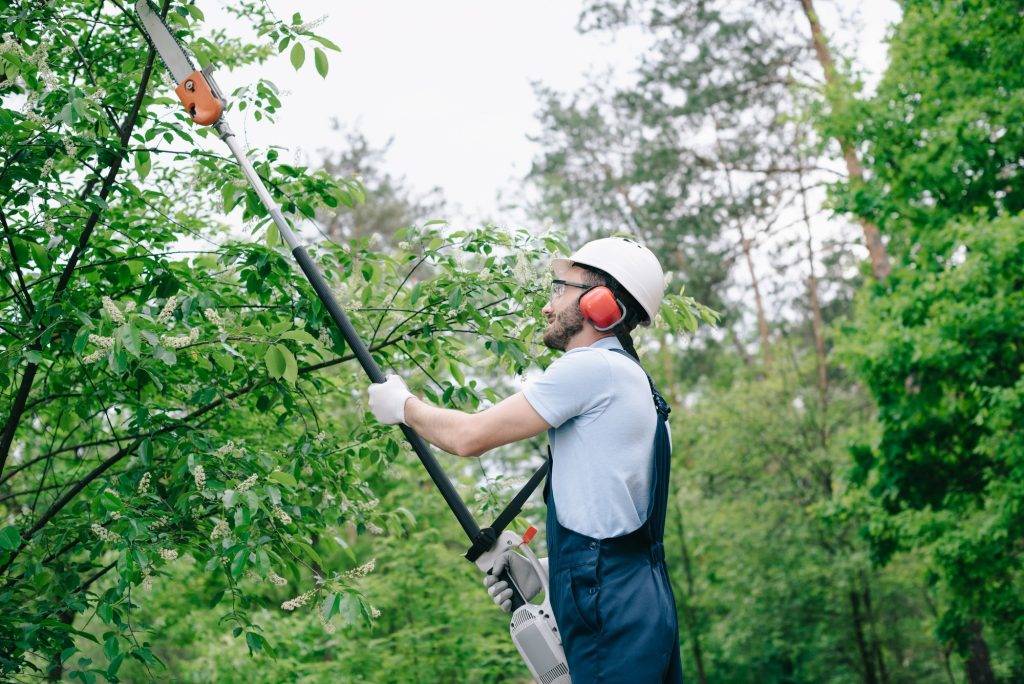 who-is-responsible-for-tree-damage-how-to-determine-a-party-s