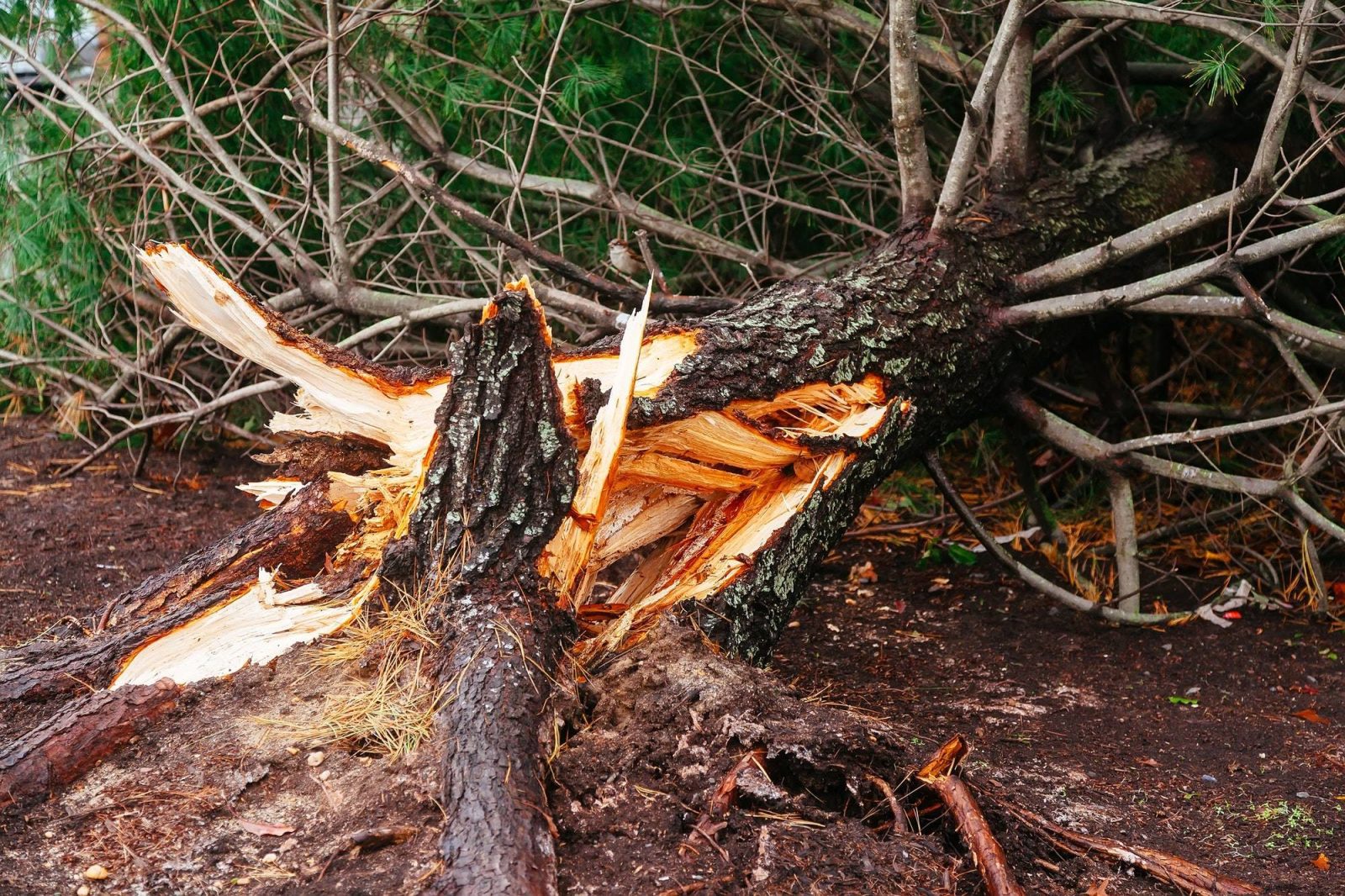 Top Things To Consider When Dealing With Tree Damage and things to look