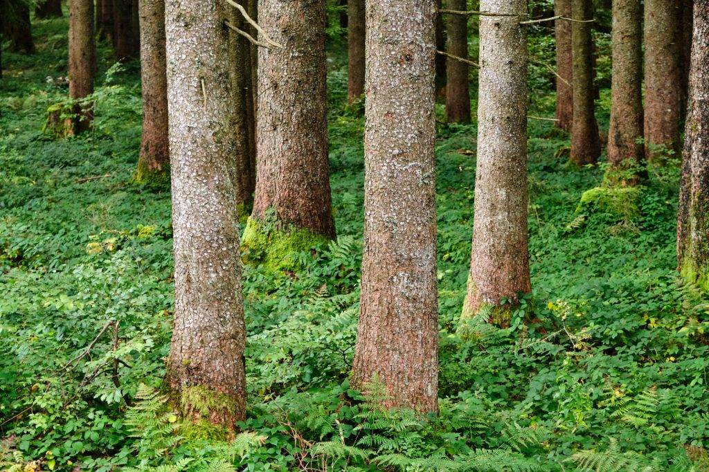 5 Steps For Getting Your Tree Accident Settlement Neighbor Cut Down