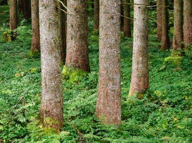 Tree trunks in a forest