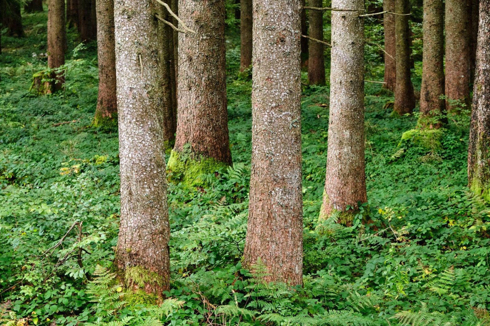 5 Steps For Getting Your Tree Accident Settlement Neighbor Cut Down My Tree