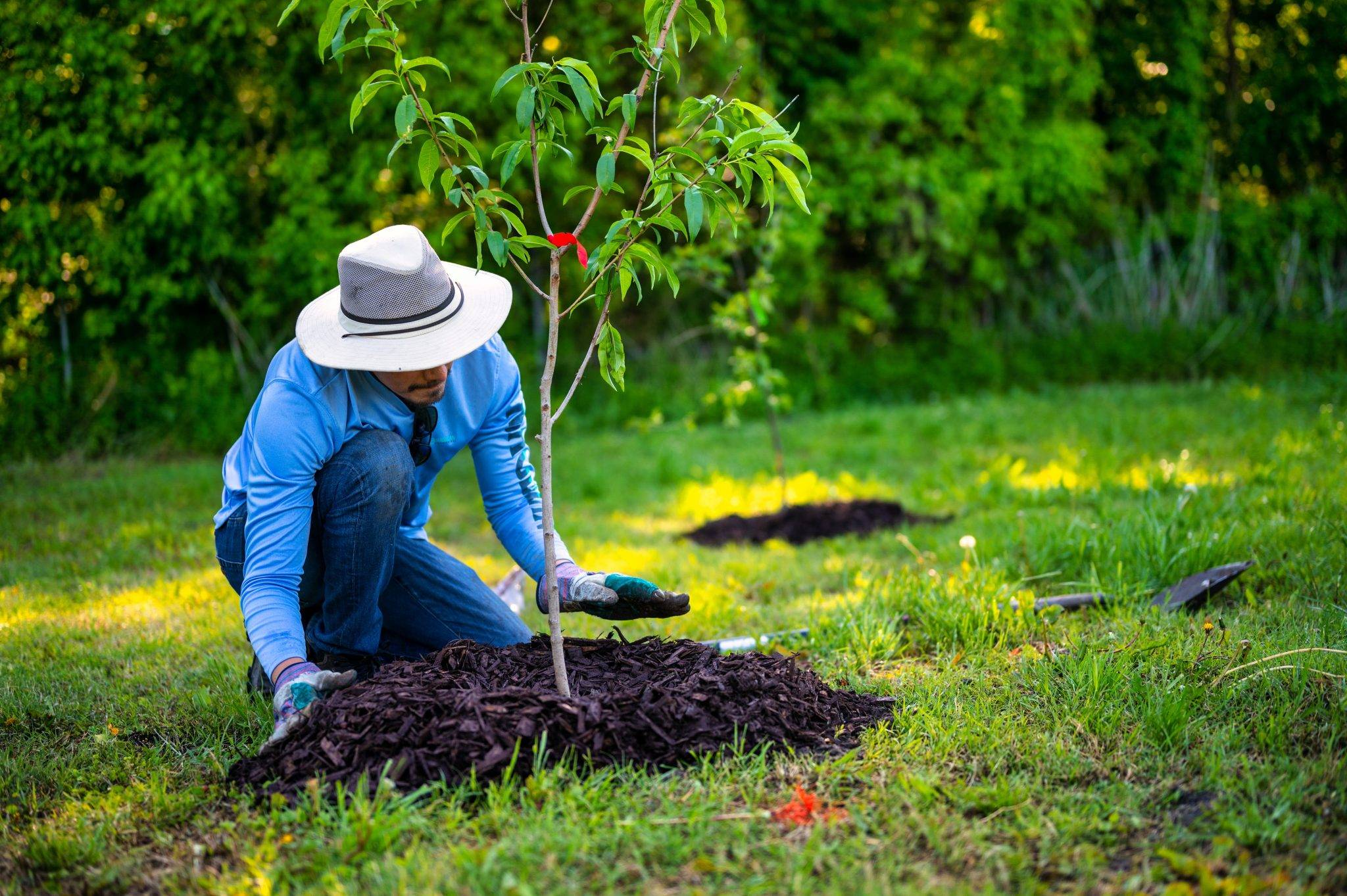 How to replant and care for a tree after it has been cut Neighbor Cut