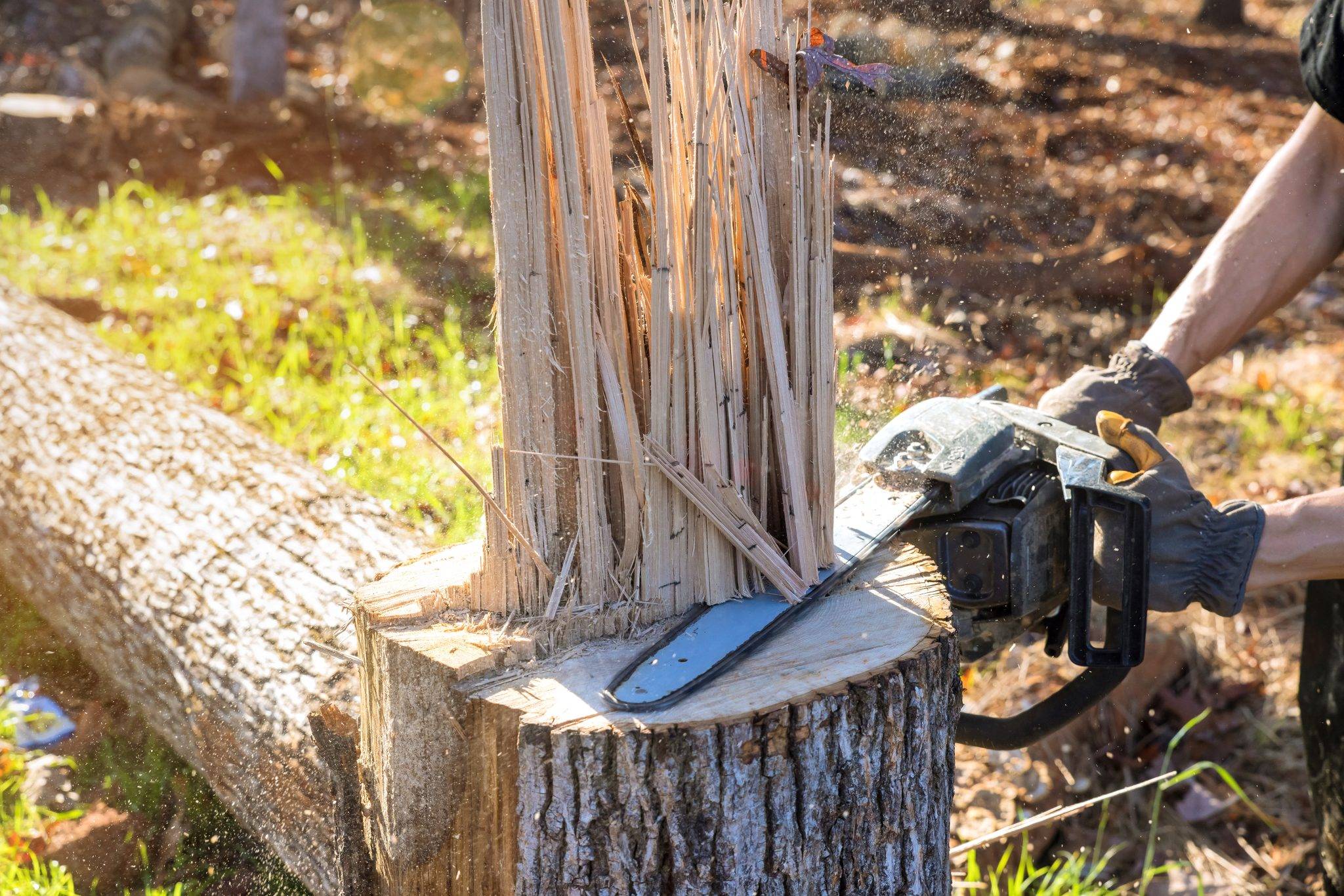 How to negotiate tree removal Neighbor Cut Down My Tree