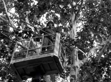 A tree care professional at work