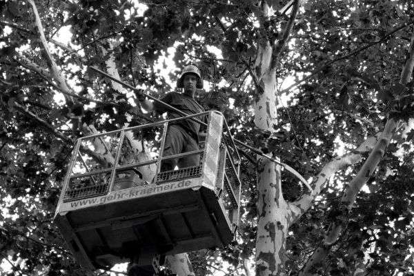 A tree care professional at work