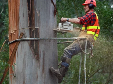 Professional arborists using ropes and rigging to cut down a large tree