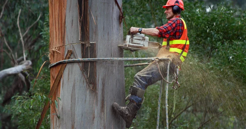 Professional arborists using ropes and rigging to cut down a large tree
