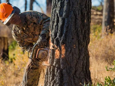 An arborist using a chainsaw to remove a large tree, illustrating dead tree removal cost factors