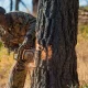 neighbor cut my tree without my permission Dead Tree Removal Cost: 2026 Prices by Size 7 An arborist using a chainsaw to remove a large tree, illustrating dead tree removal cost factors