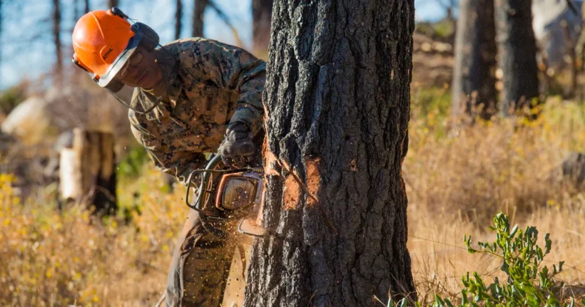 An arborist using a chainsaw to remove a large tree, illustrating dead tree removal cost factors