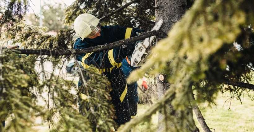 Professional arborist removing a tree in a residential yard