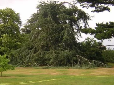 A dying tree with sparse, bare branches that may still be saved with care