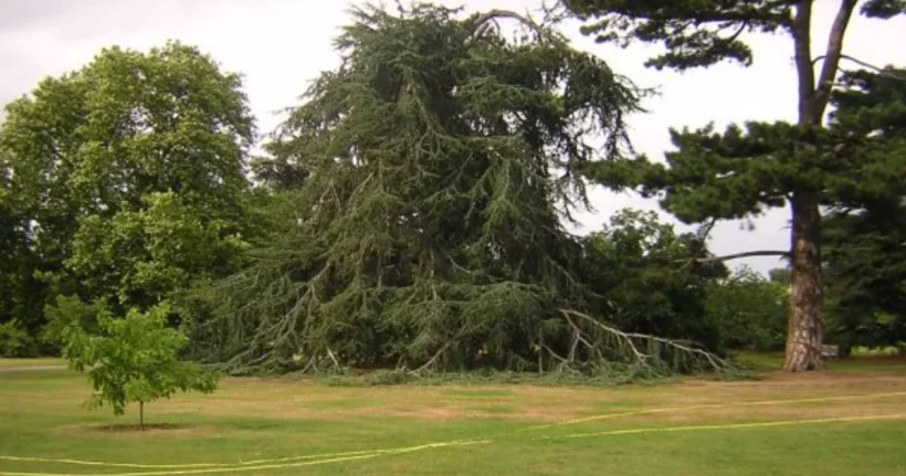 A dying tree with sparse, bare branches that may still be saved with care