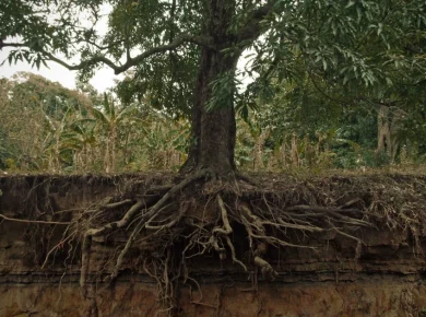 Thick tree roots spreading across the surface of a grass lawn