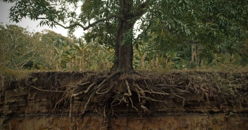 Thick tree roots spreading across the surface of a grass lawn