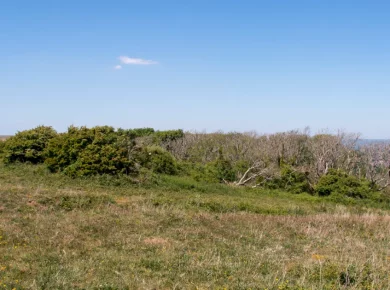 A leafless dead tree with bare brittle branches against the sky, showing signs a tree is dying