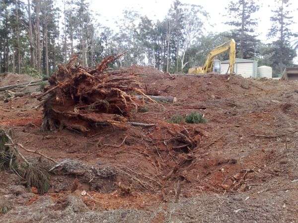 Land being cleared of trees and brush