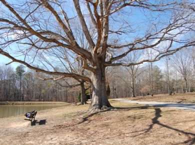 A large mature oak tree