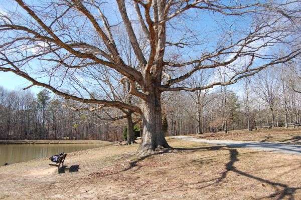 A large mature oak tree