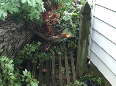 Large tree fallen across a backyard wooden fence after a storm