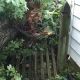 Large tree fallen across a backyard wooden fence after a storm