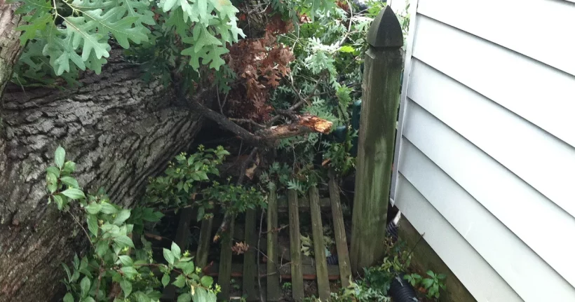 Large tree fallen across a backyard wooden fence after a storm