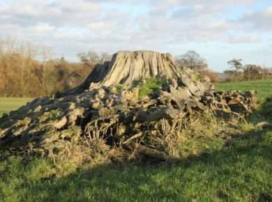 An old tree stump with exposed roots in the ground