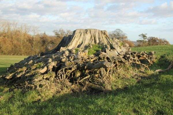 An old tree stump with exposed roots in the ground