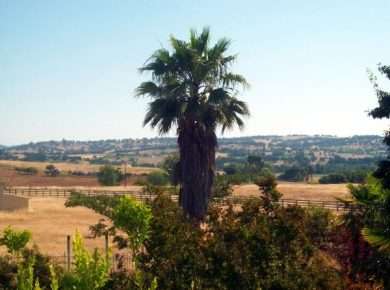 A tall palm tree against the sky