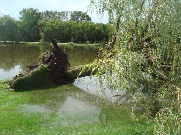 A storm-damaged tree fallen near a house