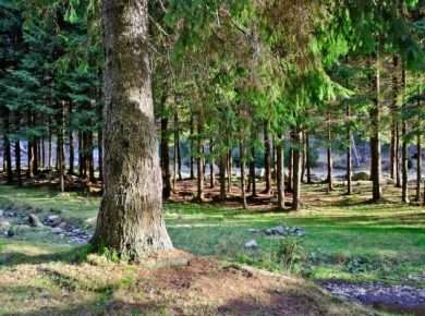 Tall pine trees in a forest