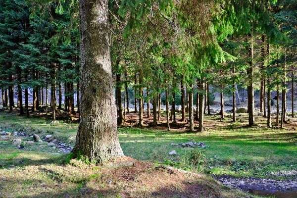 Tall pine trees in a forest