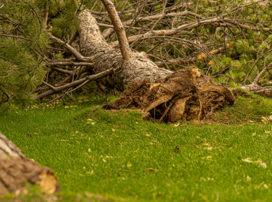Large pine tree uprooted, lying on green grass in Hyrum, Utah. Nature and storm impact.