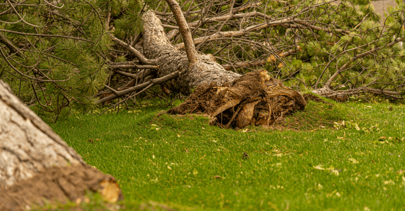 Large pine tree uprooted, lying on green grass in Hyrum, Utah. Nature and storm impact.