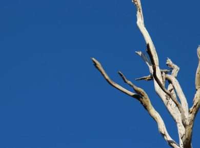 A stark, minimalist capture of a dried tree silhouetted against a vibrant blue sky.