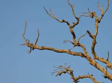 Sunlit dry tree branches stretching against a vibrant clear blue sky in Jaipur.