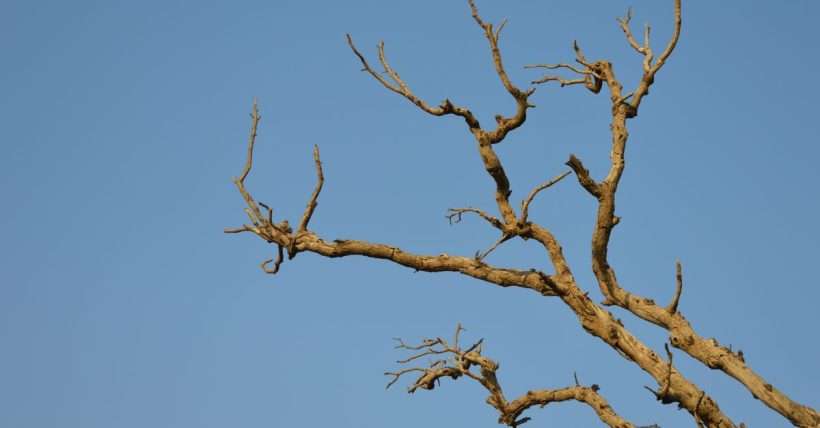 Sunlit dry tree branches stretching against a vibrant clear blue sky in Jaipur.