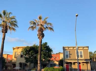 Low angle of tall palms growing near houses located along asphalt road with cars on roadside