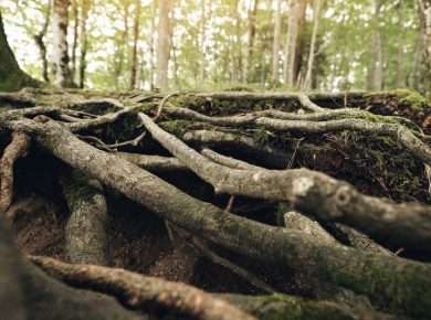 Close-up of tree roots in a sunlit forest, showcasing natural textures and greenery.