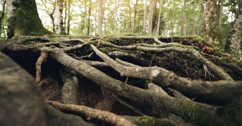 Close-up of tree roots in a sunlit forest, showcasing natural textures and greenery.