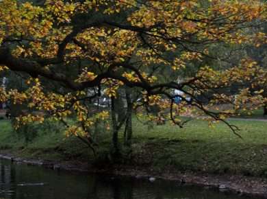 Tranquil autumn park scene with tree and river reflecting calm beauty.