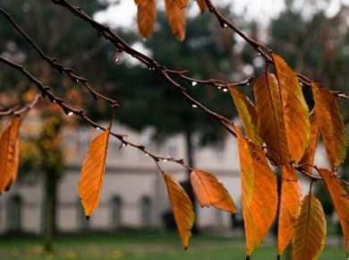 Close-up of autumn leaves with dew on a tree branch, creating a serene fall atmosphere.