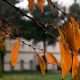 neighbor cut my tree without my permission Neighbor's Tree Dropping Leaves, Sap, or Fruit on My Yard: Your Options 7 Close-up of autumn leaves with dew on a tree branch, creating a serene fall atmosphere.
