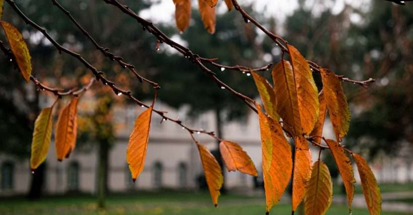 Close-up of autumn leaves with dew on a tree branch, creating a serene fall atmosphere.