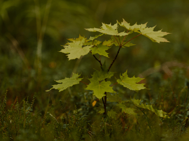 A young maple sapling amidst dense greenery, showcasing vibrant foliage.