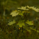 neighbor cut my tree without my permission How Close to the Property Line Can I Plant a Tree? 7 A young maple sapling amidst dense greenery, showcasing vibrant foliage.